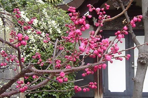 ume-2
